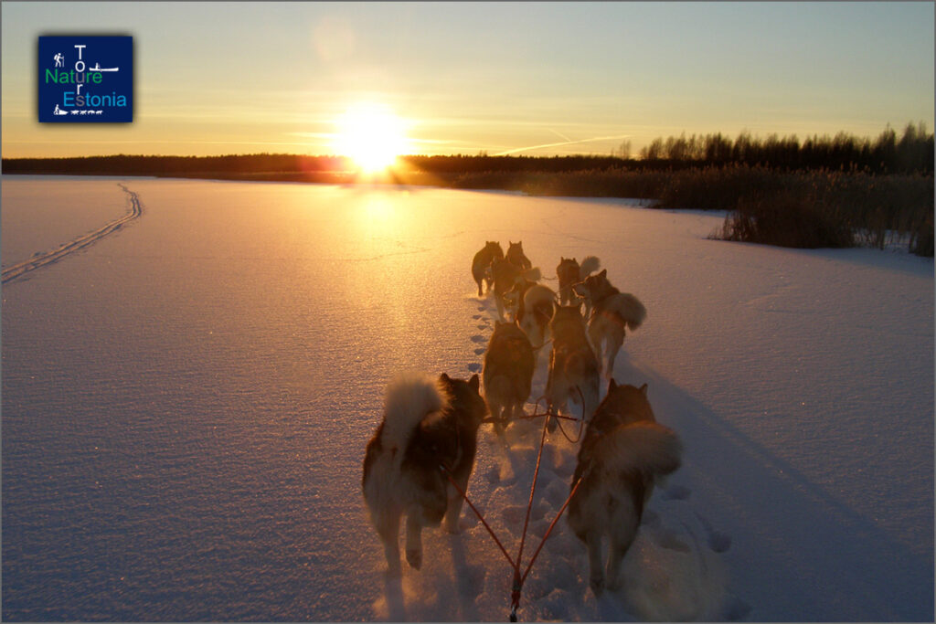 Nature Tours in Estonia sleddog tours 05