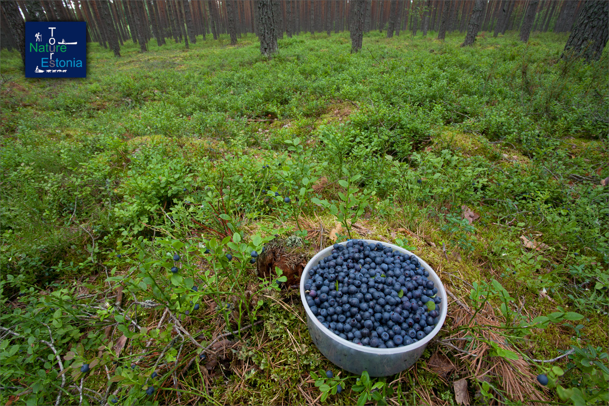 Nature Turs in Estonia foraging 03