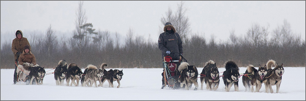 Nature Tours in Estonia Sleddog Tours 3