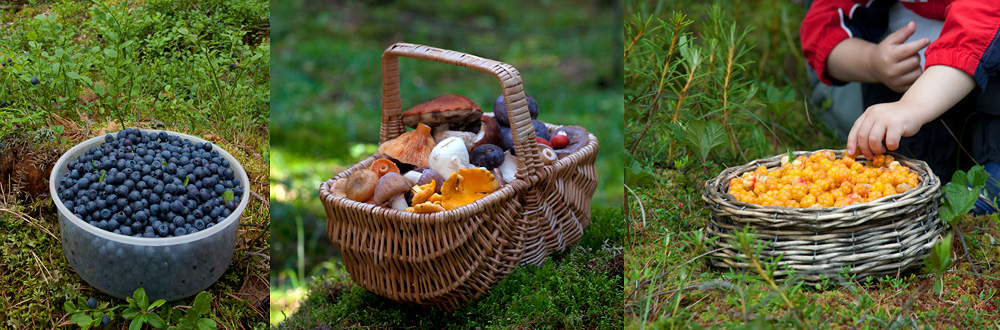 Nature tours in Estonia foraging2