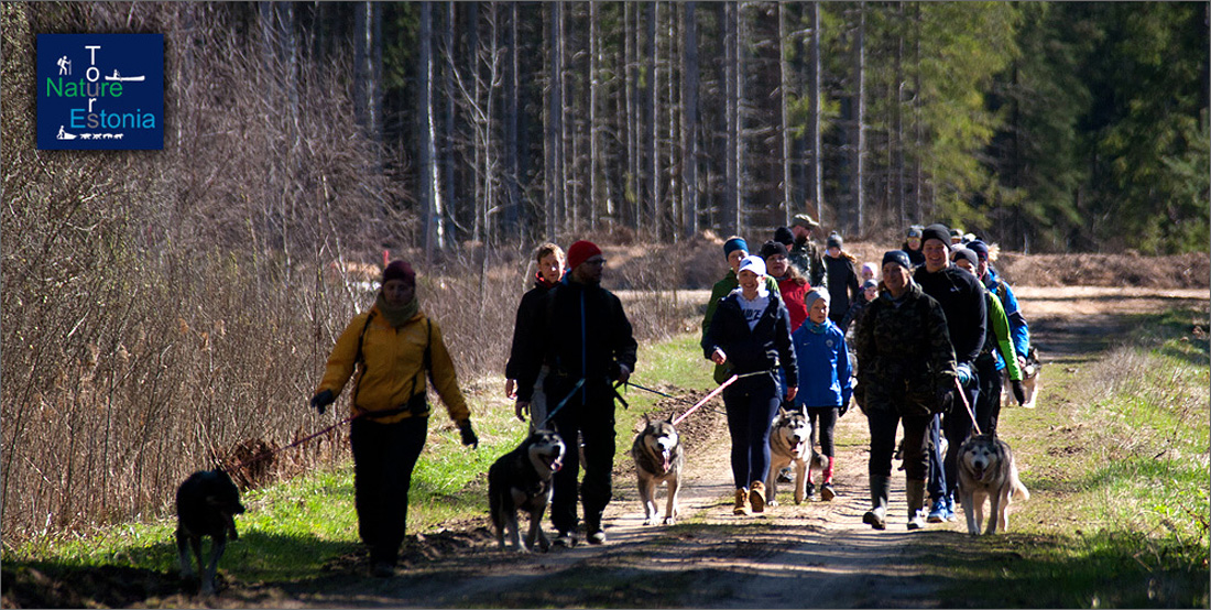 Kelgukoertega jalgsimatk Nature Tours Estonia