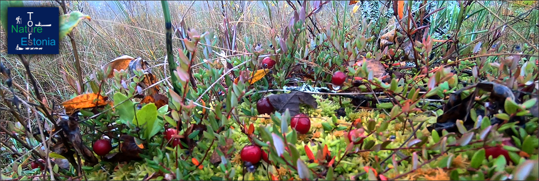 Nature Tours Estonia cranberry tours 01