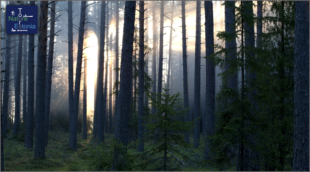 metsatarkuste tootuba