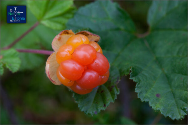 2 Foraging Tours in Estonia