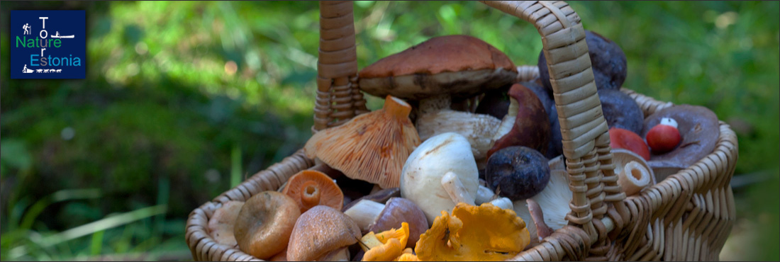 Mushroom foraging - authentic nature experience
