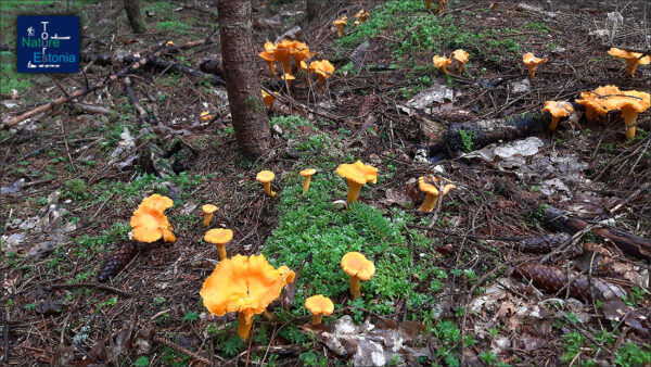 Mushroom foraging in Estonia - Chanterelles