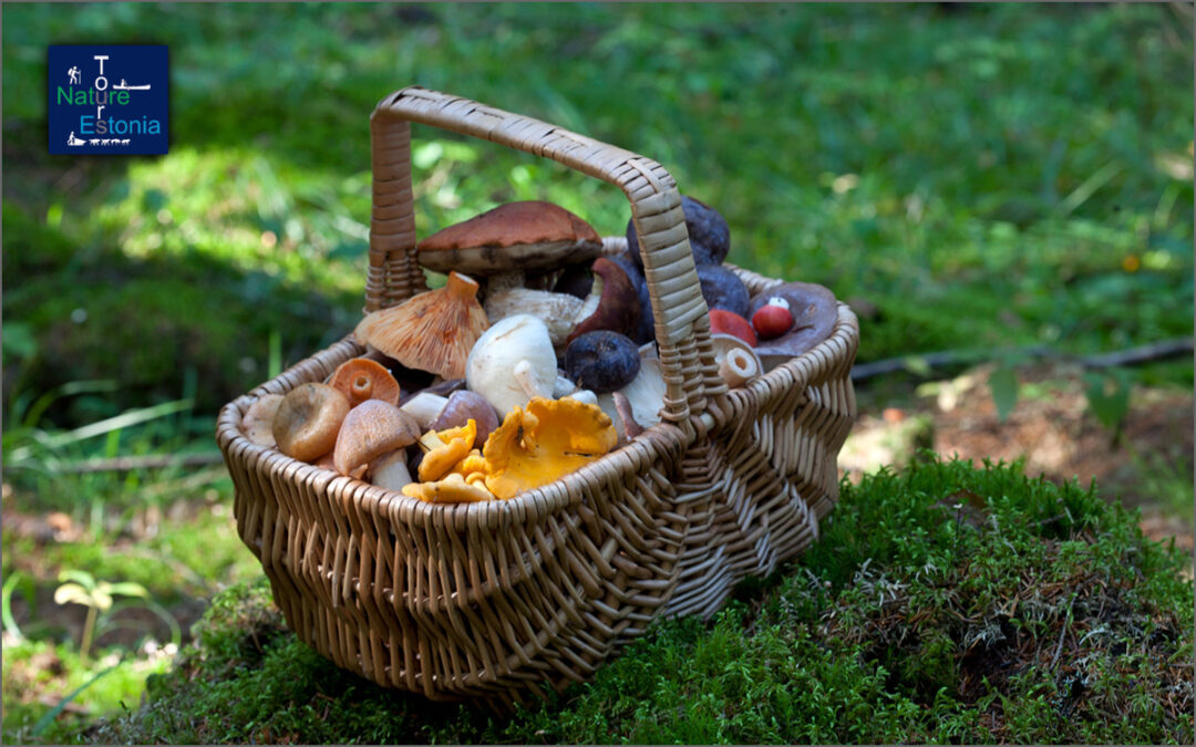 Mushroom hunting in Estonia