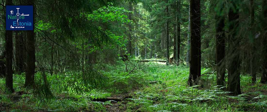 Mushroom hunting mistakes Mushroom hunting mistakes