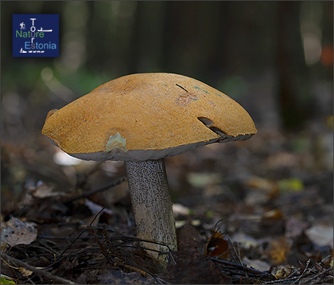 Mushroom picking in Estonia - Boletes