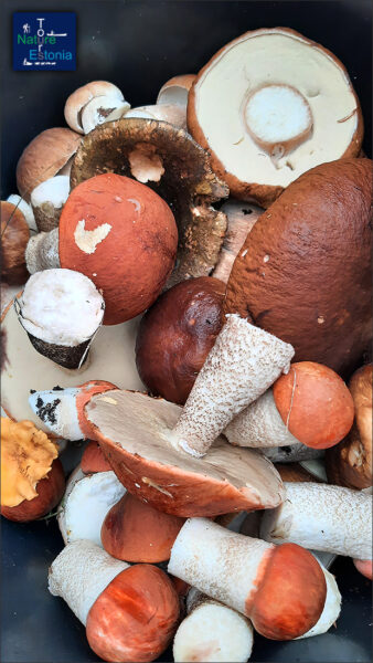 Mushroom picking in Estonia - Boletes spesies