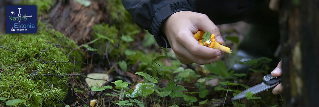 Mushroom picking in Estonia - Chanterelles