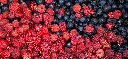 Traditional Estonian berry picking