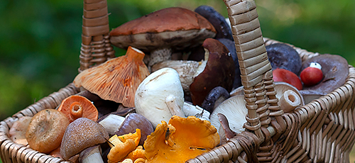 Traditional Estonian mushroom hunting